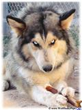 classified ad